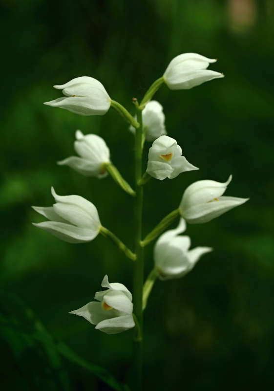 Okrotice dlouholistá (Cephalanthera longifolia)