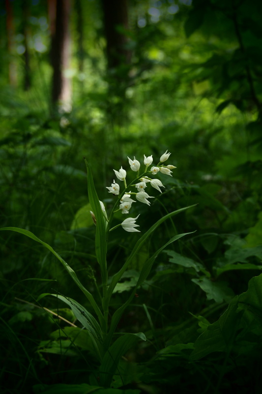 Okrotice dlouholistá (Cephalanthera longifolia)