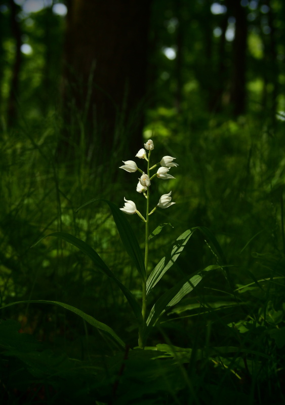 Okrotice dlouholistá (Cephalanthera longifolia)
