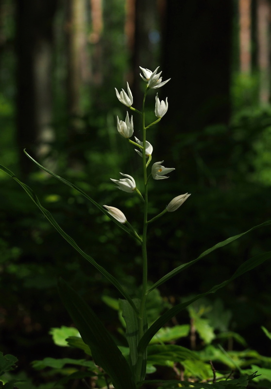 Okrotice dlouholistá (Cephalanthera longifolia)