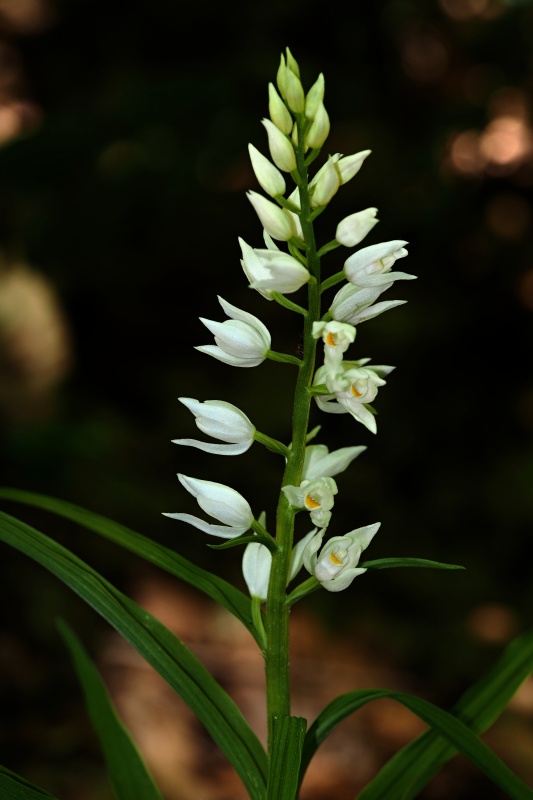 Okrotice dlouholistá (Cephalanthera longifolia)