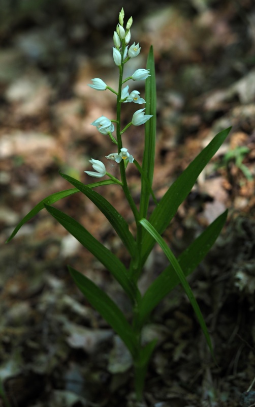 Okrotice dlouholistá (Cephalanthera longifolia)