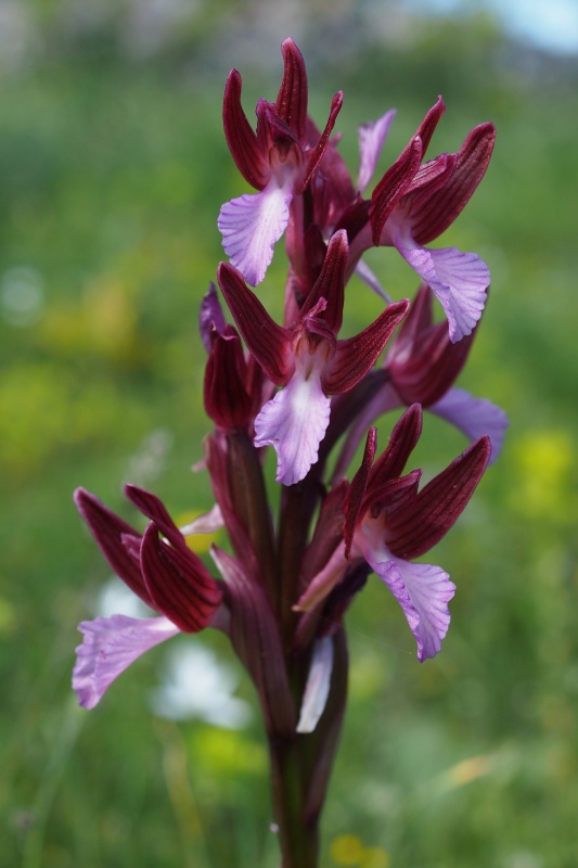Orchis papilionacea (Vstavač motýlovitý)