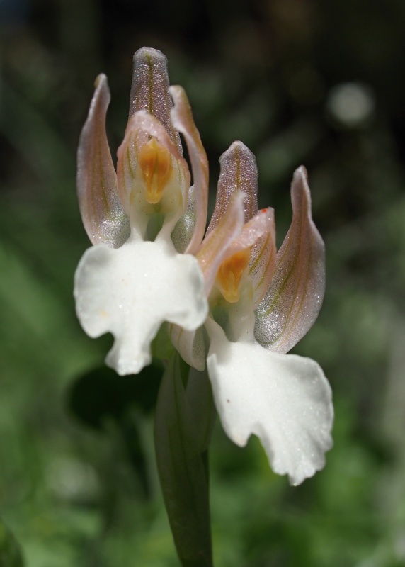 Orchis papilionacea (Vstavač motýlovitý)