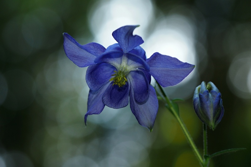 Orlíček obecný (Aquilegia vulgaris)