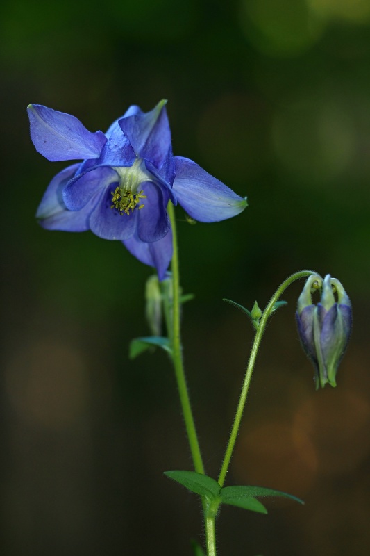 Orlíček obecný (Aquilegia vulgaris)