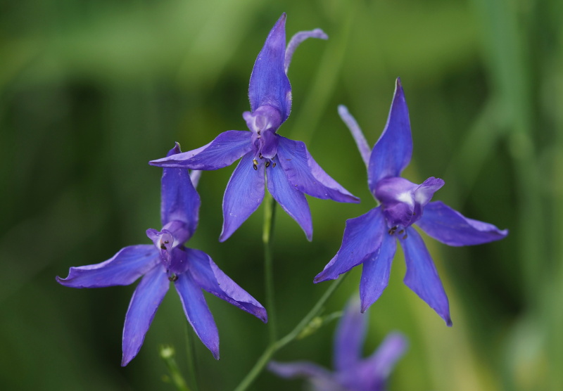 Ostrožka stračka (Consolida regalis)