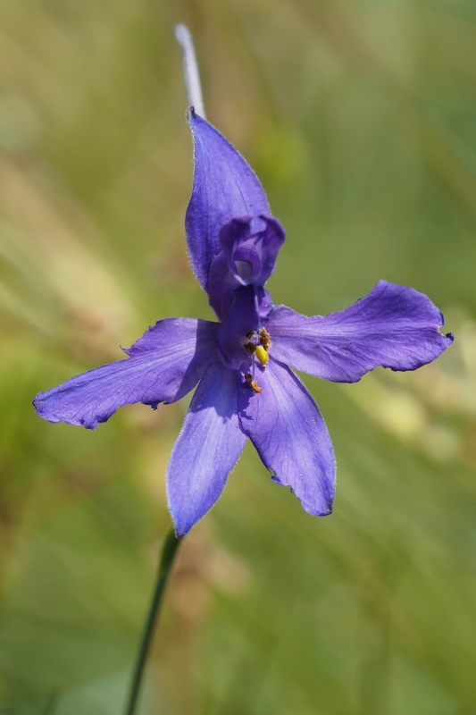 Ostrožka stračka (Consolida regalis)