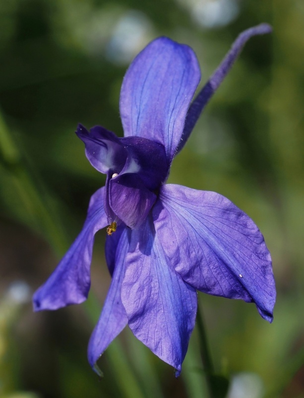 Ostrožka stračka (Consolida regalis)