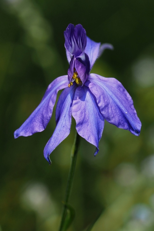 Ostrožka stračka (Consolida regalis)