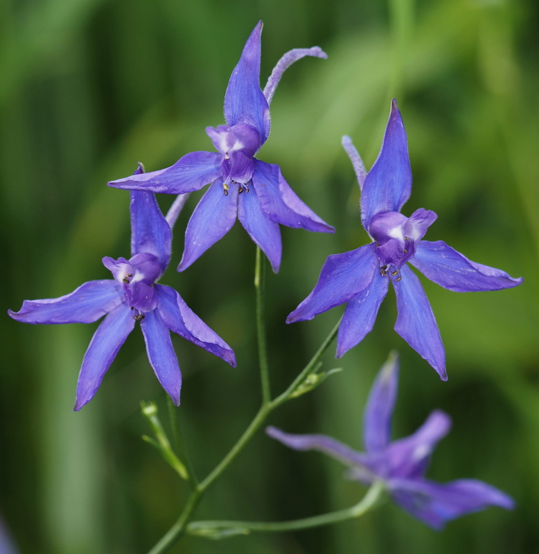Ostrožka stračka (Consolida regalis)