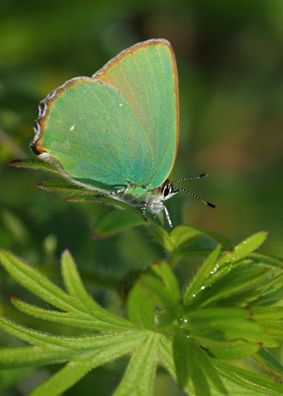 Ostruháček ostružinový (Callophrys rubi)