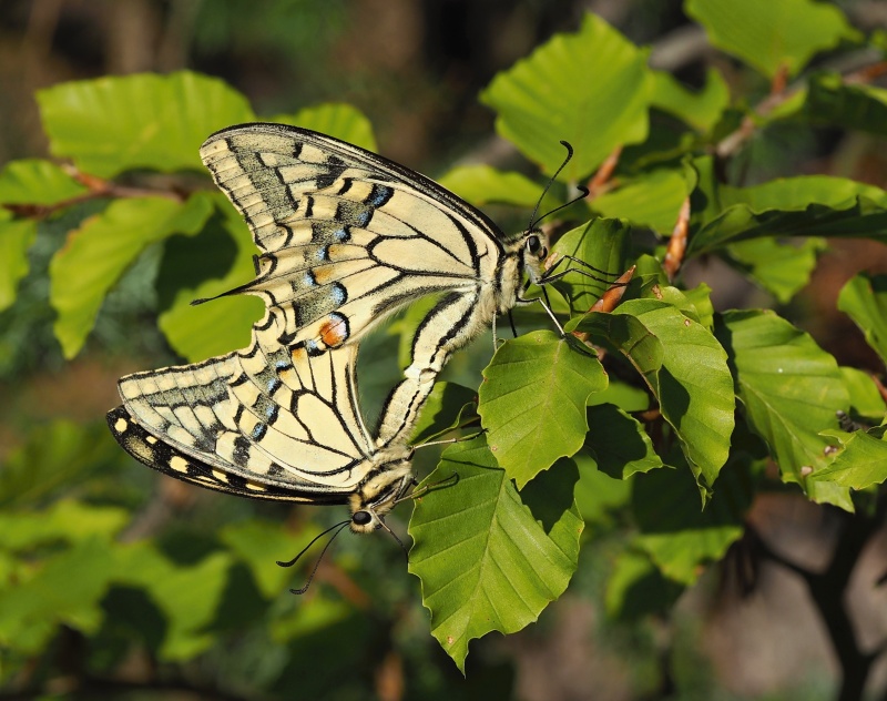 Otakárek fenyklový (Papilio machaon)