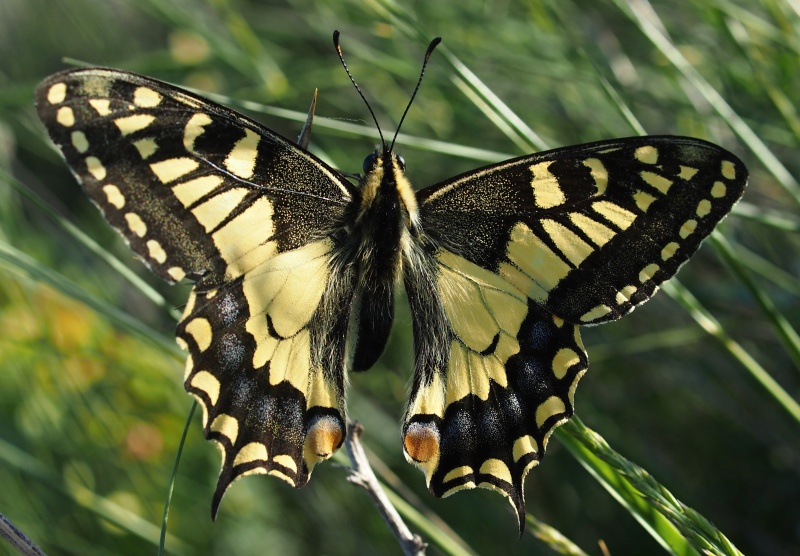 Otakárek fenyklový (Papilio machaon)