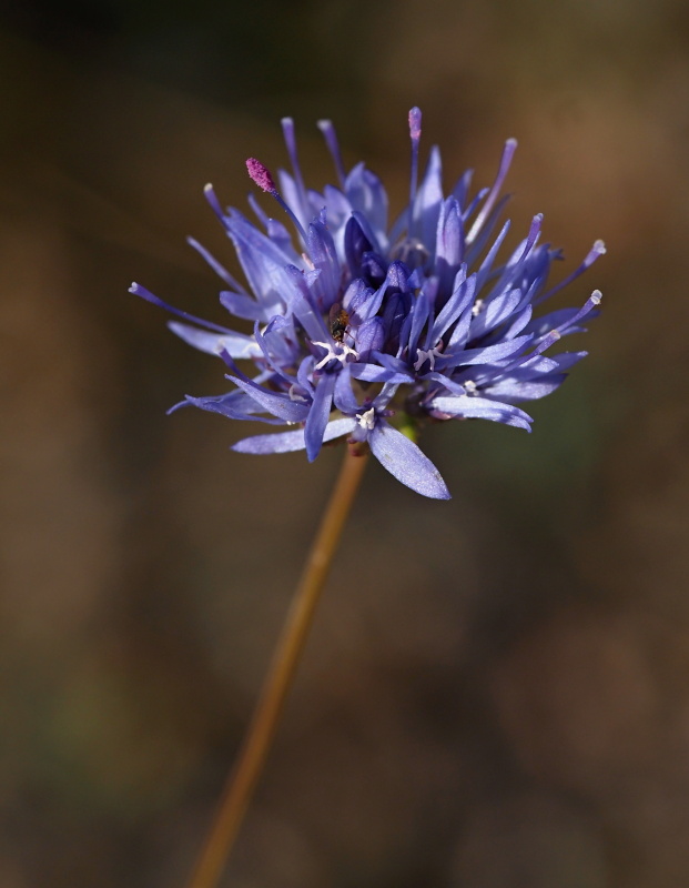 Pavinec horský (Jasione montana)