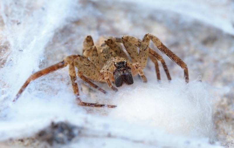 Pazora slíďákovitá (Zoropsis spinimana) 