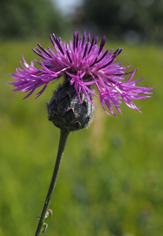 Pcháč rolní (Cirsium arvense)