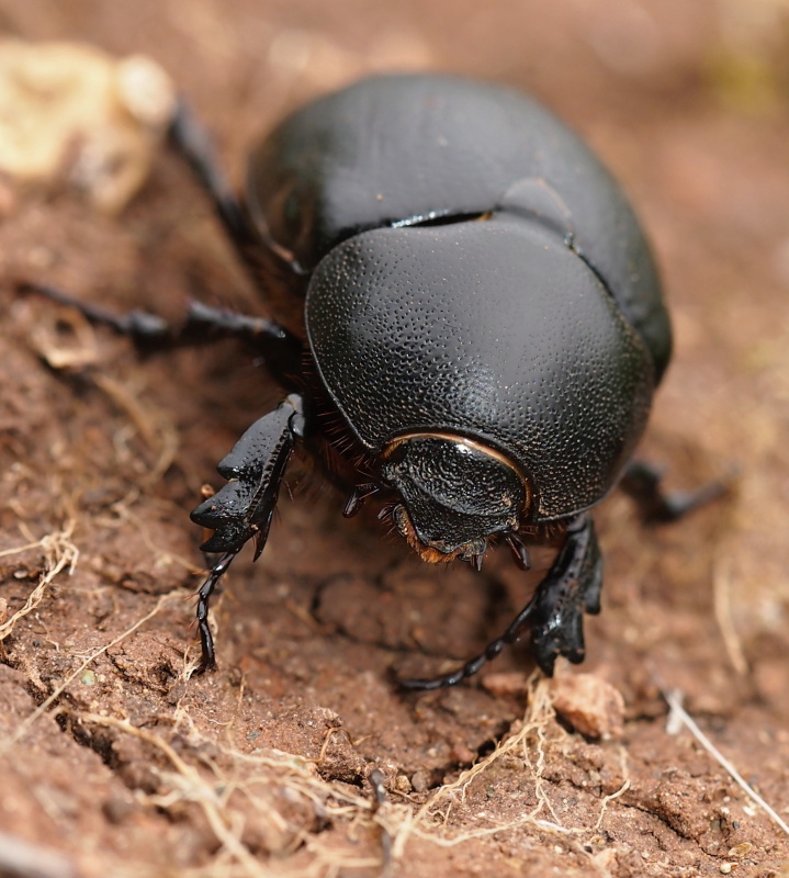 Pentodon idiota 