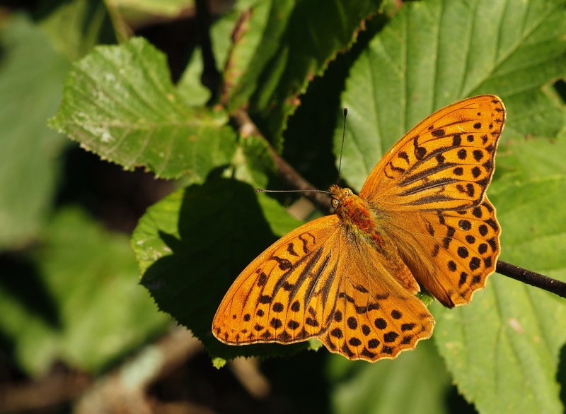Perleťovec stříbropásek (Argynnis paphia)