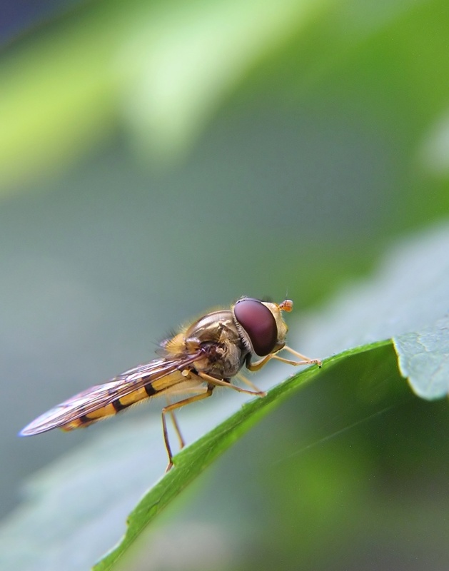 Pestřenka pruhovaná (Episyrphus balteatus)