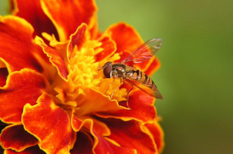 Pestřenka pruhovaná (Episyrphus balteatus)