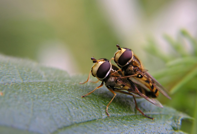 Pestřenka pruhovaná (Episyrphus balteatus)