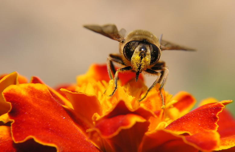 Pestřenka trubcová (Eristalis tenax)