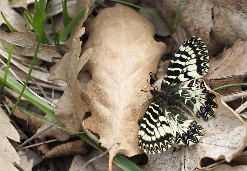 Pestrokřídlec podražcový (Zerynthia polyxena)