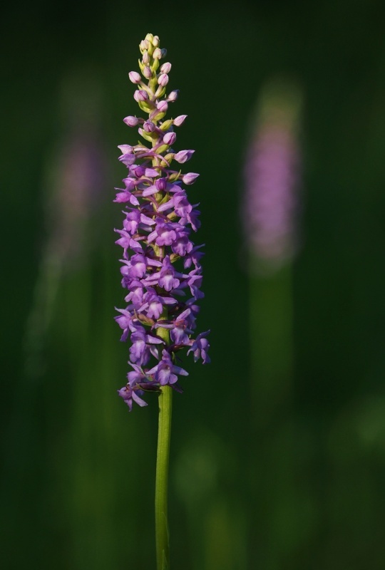 Pětiprstka hustokvětá (Gymnadenia densiflora)
