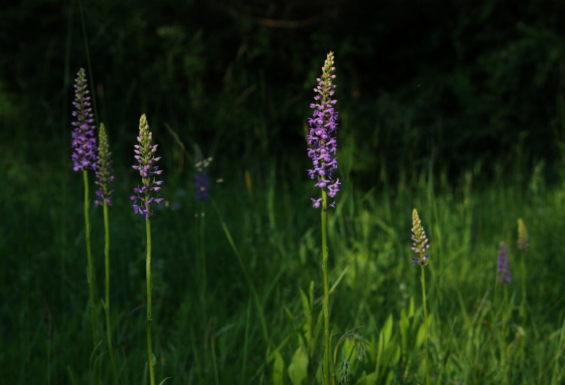 Pětiprstka hustokvětá (Gymnadenia densiflora)