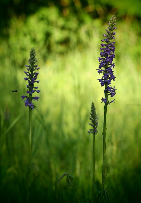 Pětiprstka hustokvětá (Gymnadenia densiflora)