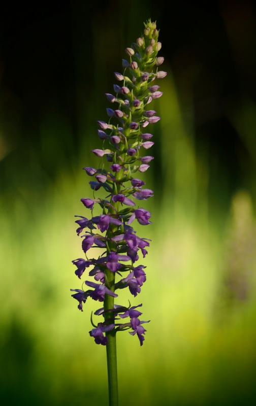 Pětiprstka hustokvětá (Gymnadenia densiflora)