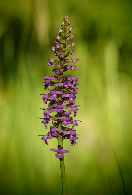 Pětiprstka hustokvětá (Gymnadenia densiflora)