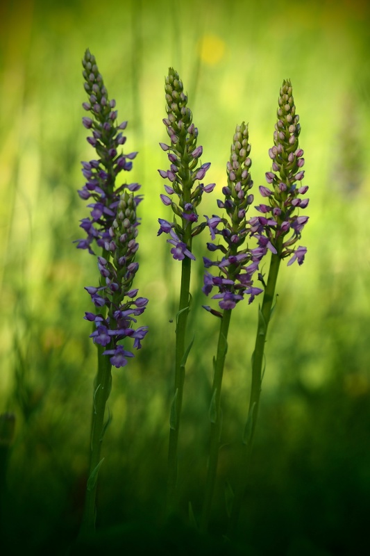 Pětiprstka hustokvětá (Gymnadenia densiflora)