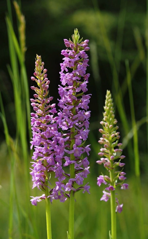 Pětiprstka hustokvětá (Gymnadenia densiflora)
