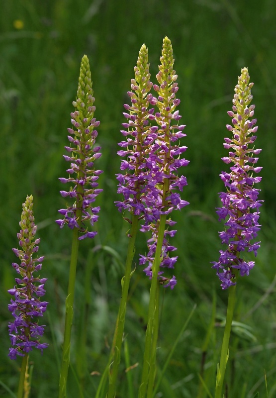 Pětiprstka hustokvětá (Gymnadenia densiflora)