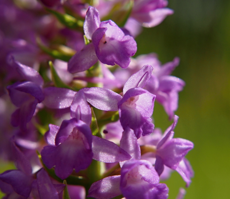 Pětiprstka hustokvětá (Gymnadenia densiflora)