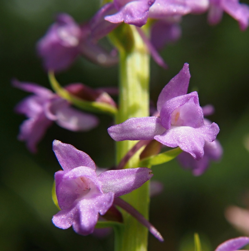 Pětiprstka hustokvětá (Gymnadenia densiflora)