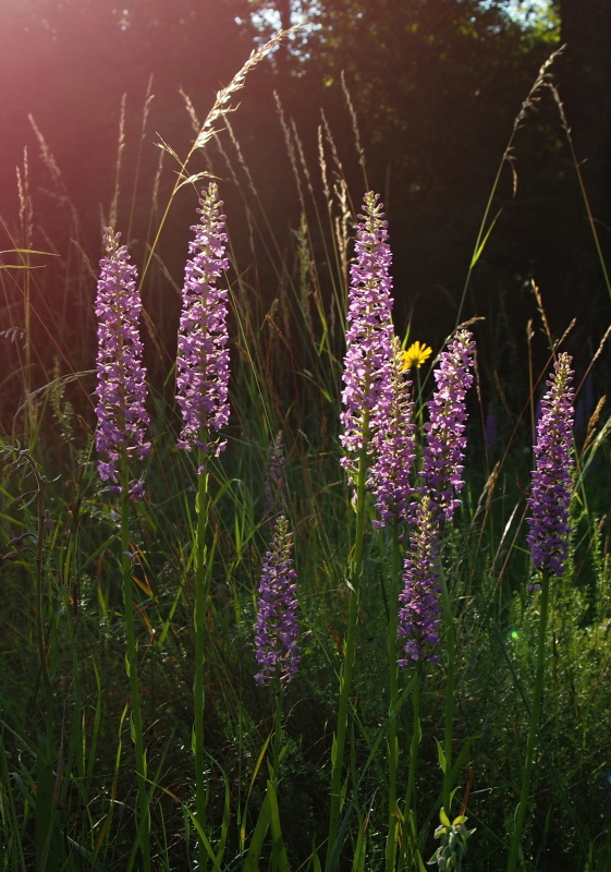 Pětiprstka hustokvětá (Gymnadenia densiflora)