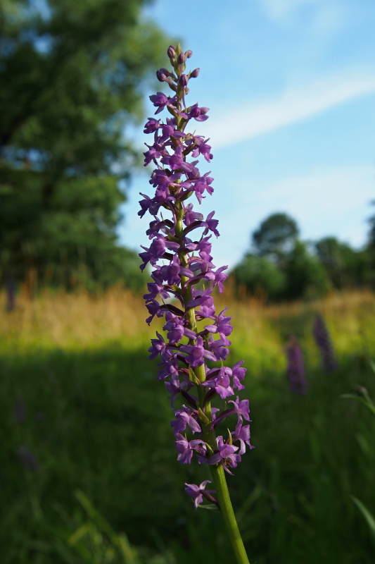 Pětiprstka hustokvětá (Gymnadenia densiflora)