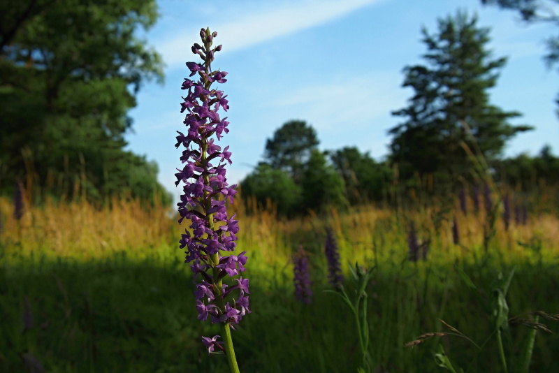 Pětiprstka hustokvětá (Gymnadenia densiflora)