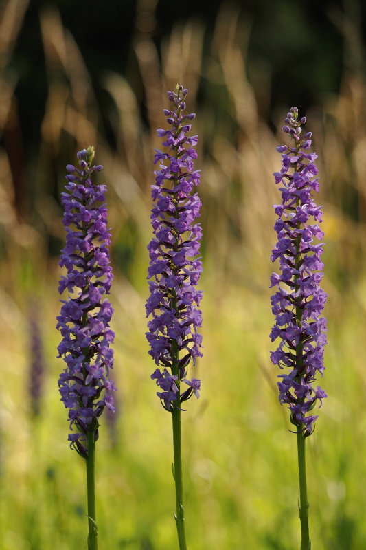 Pětiprstka hustokvětá (Gymnadenia densiflora)