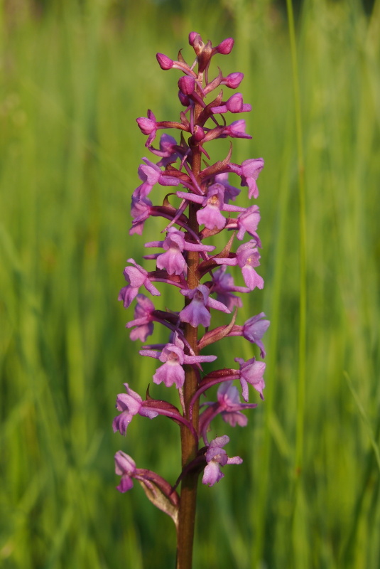 Pětiprstka žežulník (Gymnadenia conopsea)