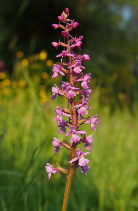 Pětiprstka žežulník (Gymnadenia conopsea)