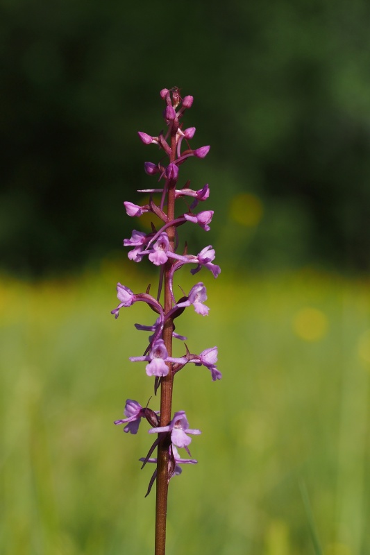 Pětiprstka žežulník (Gymnadenia conopsea)