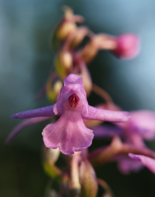 Pětiprstka žežulník (Gymnadenia conopsea)