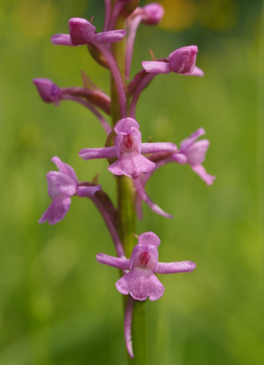 Pětiprstka žežulník (Gymnadenia conopsea)