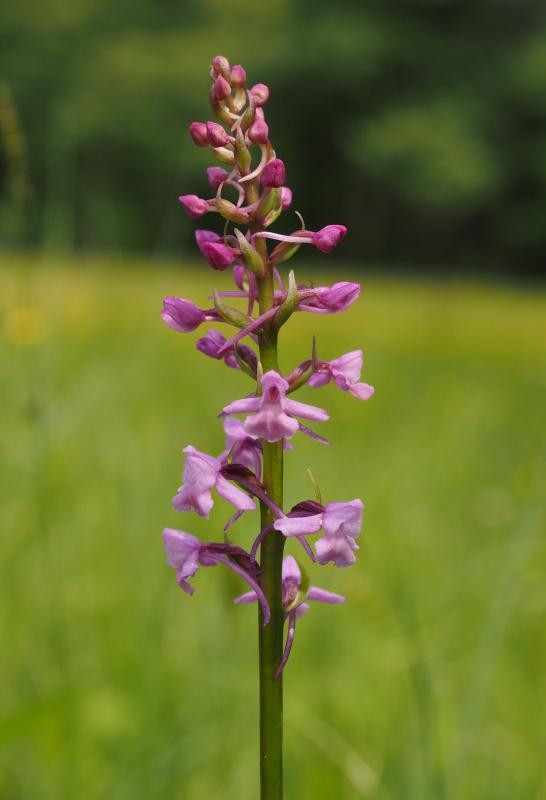 Pětiprstka žežulník (Gymnadenia conopsea)