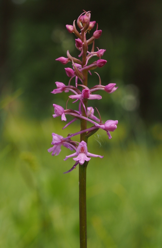 Pětiprstka žežulník (Gymnadenia conopsea)
