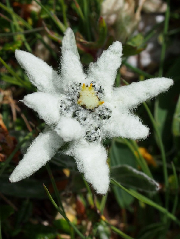 Plesnivec alpský (Leontopodium alpinum)